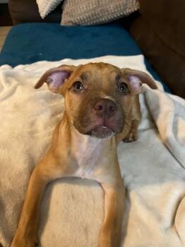 Rescue Labrador Retriever Dogs for Adoption in Colleyville, Texas - Monkey | PetCurious