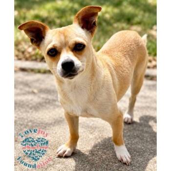 Mimi COH -  Chihuahua Dog for Adoption in Inglewood, California - Mimi COH | PetCurious