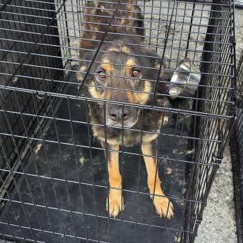 Huck -  Husky and Mixed Breed Dog for Adoption in Rossville, Georgia - Huck | PetCurious