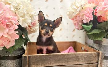 Lollipop -  Terrier Dog for Adoption in Newberg, Oregon - Lollipop | PetCurious