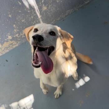 INDIE -  Retriever and Mixed Breed Dog for Adoption in Kyle, Texas - INDIE | PetCurious