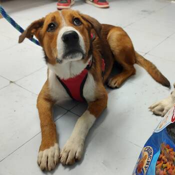 D46139 -  Mixed Breed Dog for Adoption in Corsicana, Texas - D46139 | PetCurious