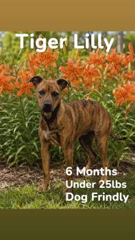 Tiger Lilly  -  Mixed Breed Dog Available for Adoption in Ashland, Kentucky - Tiger Lilly  | PetCurious