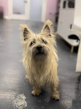 Toto -  Cairn Terrier Dog for Adoption in Covington, Louisiana - Toto | PetCurious