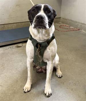 Pit Bull Terrier Dogs Available for Adoption in Camarillo, California - TRIGGER | PetCurious