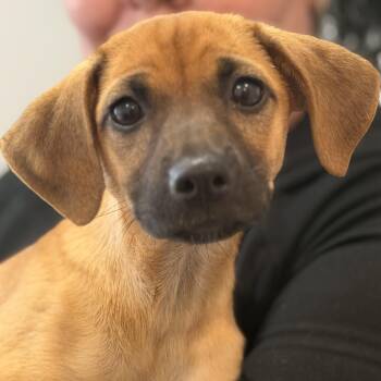 Dachshund and Beagle Dogs Available for Adoption - Darla | PetCurious