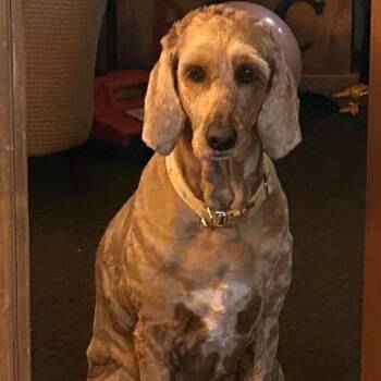 Duke -  Goldendoodle and Afghan Hound Dog for Adoption in Maryville, Tennessee - Duke | PetCurious