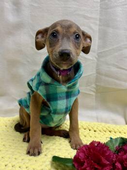 Terrier and Miniature Pinscher Dogs Available for Adoption in Muskego, Wisconsin - Tully The Mixed Breed Puppy | PetCurious