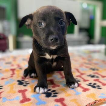 Clover -  Terrier and Shepherd Dog for Adoption in Kyle, Texas - Clover | PetCurious