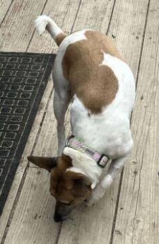 Luna (Guardian Assist) -  Rat Terrier Dog for Adoption in Fremont, California - Luna (Guardian Assist) | PetCurious
