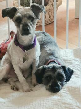 Hans & Helga -  Miniature Schnauzer Dog for Adoption in Lakewood, Colorado - Hans & Helga | PetCurious