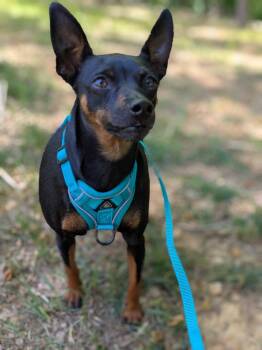 Miniature Pinscher Dogs Available for Adoption in Powder Springs, Georgia - Tammy | PetCurious
