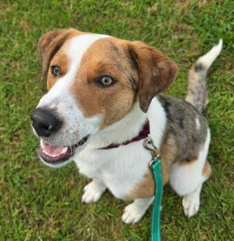 Catahoula Leopard Dog Dogs Available for Adoption in Blountville, Tennessee - Eyerene | PetCurious
