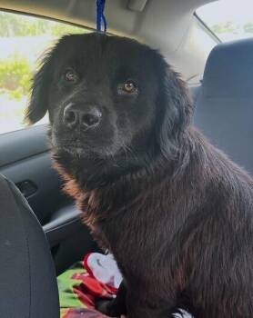 Newfoundland Dog Dogs Available for Adoption in Washington, District Of Columbia - Arnie | PetCurious