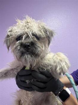 61085634 -  Terrier and Mixed Breed Dog Available for Adoption in El Paso, Texas - 61085634 | PetCurious