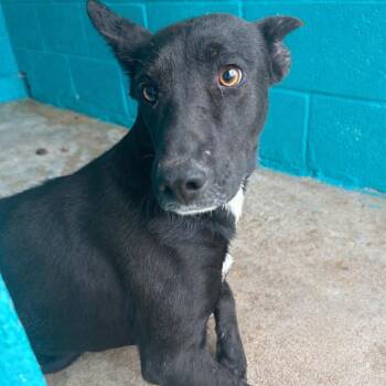 Whippet and Hound Dogs Available for Adoption - Mango Lassi | PetCurious