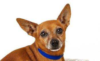 Chihuahua and Mixed Breed Dogs Available for Adoption in Fort Lauderdale, Florida - HULK | PetCurious