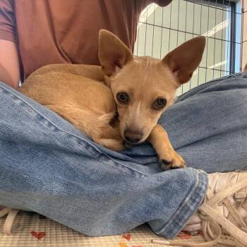 Lunara -  Dachshund and None Dog for Adoption in St. Augustine, Florida - Lunara | PetCurious