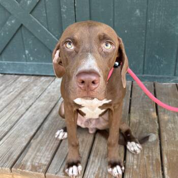 Brick -  Labrador Retriever Dog for Adoption in Columbia, South Carolina - Brick | PetCurious