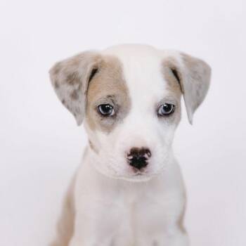 Pippi *Arriving 9/12* D12336 -  Catahoula Leopard Dog and Chihuahua Dog for Adoption - Pippi *Arriving 9/12* D12336 | PetCurious