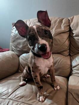 English Bulldog and Catahoula Leopard Dog Dogs Available for Adoption - Beans | PetCurious