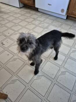 Taco -  Chihuahua and Miniature Poodle Dog for Adoption in Rockwell City, Iowa - Taco | PetCurious