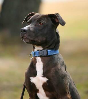 Rescue Mixed Breed Dogs for Adoption in Crescent City, California - Crosby | PetCurious