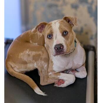 Aurora -  Pit Bull Terrier Dog for Adoption in Monroe, Ohio - Aurora | PetCurious