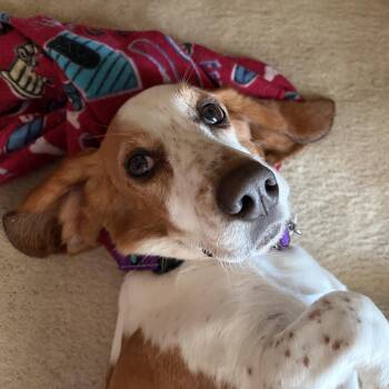 Sunny -  Basset Hound Dog for Adoption in Columbia, South Carolina - Sunny | PetCurious