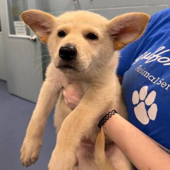 Sprite -  German Shepherd Dog Dog for Adoption in Greensboro, North Carolina - Sprite | PetCurious