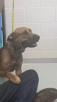 A384065 -  Labrador Retriever Dog for Adoption in Ocala, Florida - A384065 | PetCurious