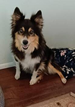 Bowie -  Australian Shepherd Dog for Adoption in Millville, Utah - Bowie | PetCurious