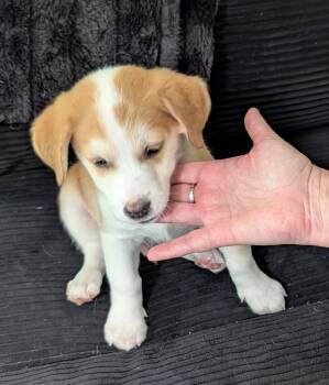 Chihuahua Dogs Available for Adoption in Albuquerque, New Mexico - Caramel - PUPPY | PetCurious
