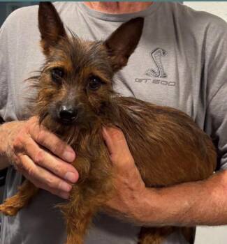 Prince -  Yorkshire Terrier Dog for Adoption in Zimmerman, Minnesota - Prince | PetCurious