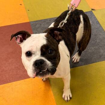 Cordelia -  Mixed Breed Dog for Adoption in Philadelphia, Pennsylvania - Cordelia | PetCurious