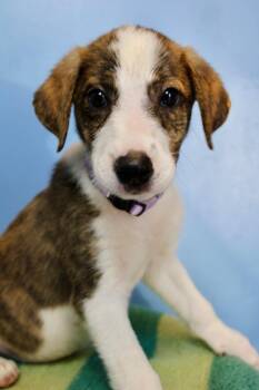 Mushroom light purple -  Mixed Breed Dog for Adoption in Morgantown, Kentucky - Mushroom Light Purple | PetCurious