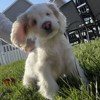 Rescue Cocker Spaniel Dogs for Adoption in Brockport, New York - Casper | PetCurious