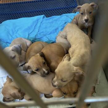 Terrier Dogs Available for Adoption in Clearwater, Florida - Willow | PetCurious