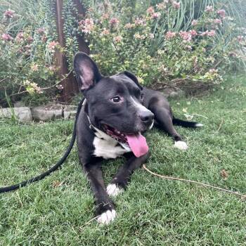Jack -  Mixed Breed Dog for Adoption in Newborn, Georgia - Jack | PetCurious