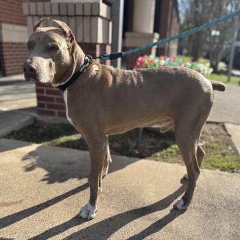Maximus - Distinguished Senior in His Golden Years -  Staffordshire Bull Terrier Dog for Adoption in Sugar Land, Texas - Maximus - Distinguished Senior In His Golden Years | PetCurious