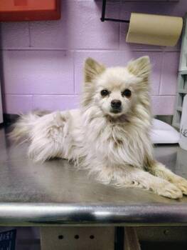 Mixed Breed and Pomeranian Dogs Available for Adoption in El Paso, Texas - 60827353 | PetCurious