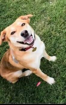 Lola -  Shepherd and Husky Dog for Adoption in Tulsa, Oklahoma - Lola | PetCurious