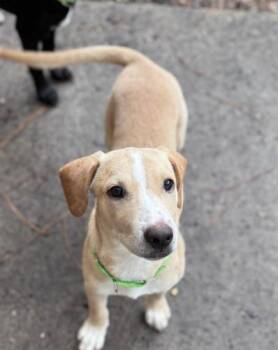 Armani -  Retriever Dog for Adoption in Pawleys Island, South Carolina - Armani | PetCurious