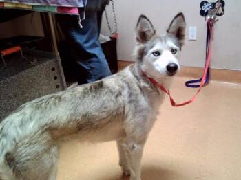 Siberian Husky Dogs Available for Adoption in Martinez, California - TESSA | PetCurious