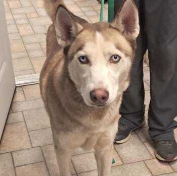 Rescue Husky Dogs for Adoption in Hollister, Missouri - Franklin | PetCurious