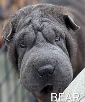 Shar Pei Dogs Available for Adoption in Cameron, North Carolina - Bear | PetCurious