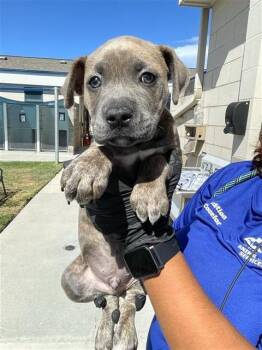 BARLEY -  Pit Bull Terrier and Mixed Breed Dog for Adoption in Corpus Christi, Texas - BARLEY | PetCurious