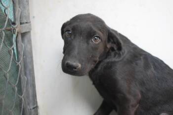 Tabatha (Road Girl P5) -  Labrador Retriever Dog for Adoption in Pahrump, Nevada - Tabatha (Road Girl P5) | PetCurious
