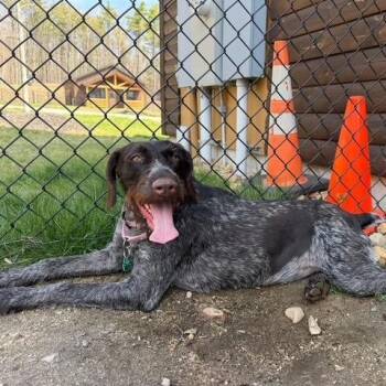 Iris (Acton, Maine) -  German Wirehaired Pointer Dog for Adoption in Santa Rosa, California - Iris (Acton, Maine) | PetCurious