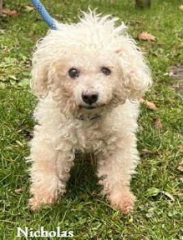 Rescue Poodle Dogs for Adoption in Elkins, West Virginia - Nicholas | PetCurious